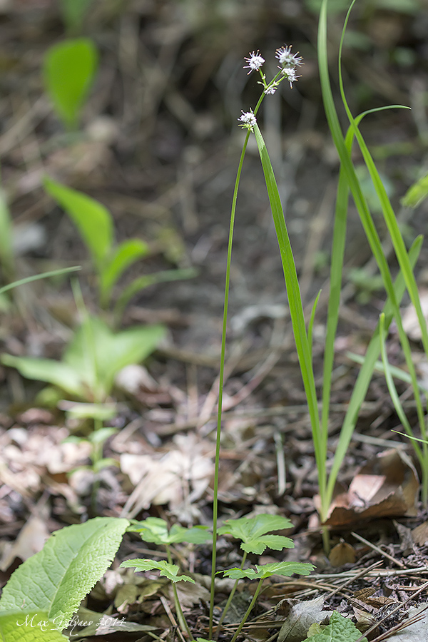 Image of Sanicula europaea specimen.