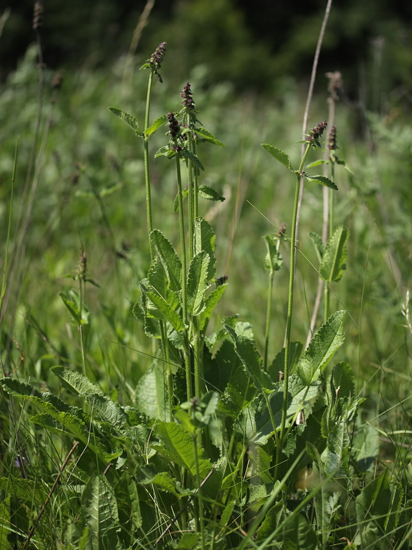 Изображение особи Betonica officinalis.