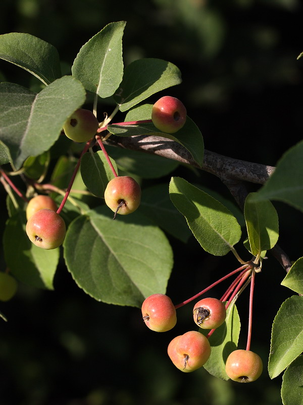 Image of Malus baccata specimen.