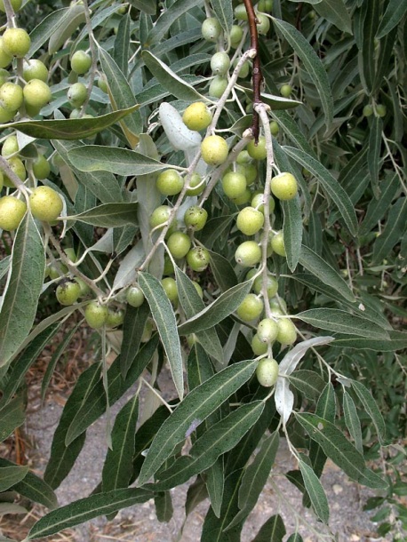 Image of Elaeagnus angustifolia specimen.