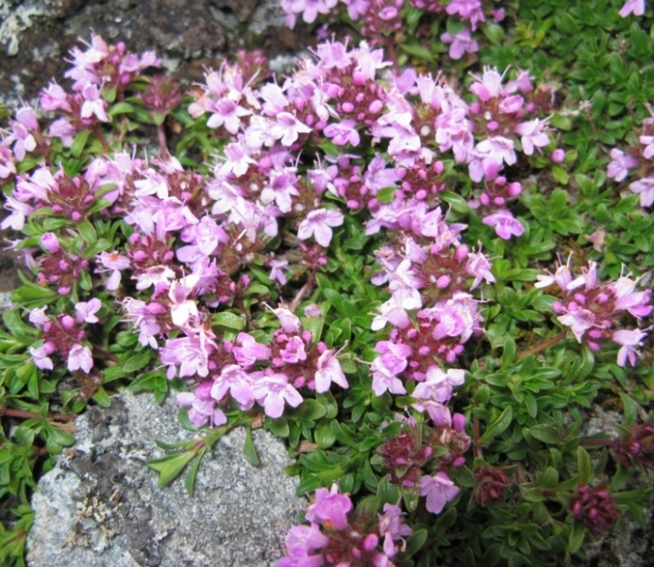 Image of Thymus paucifolius specimen.