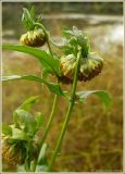 Bidens cernua. Верхушка растения с соплодиями. Чувашия, окр. г. Шумерля, правый берег р. Сура, Сурский затон. 13 сентября 2009 г.