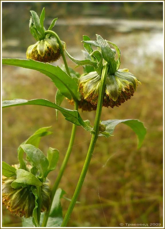 Image of Bidens cernua specimen.