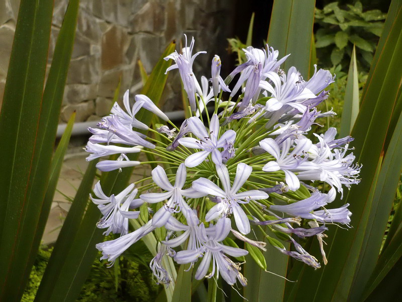 Image of Agapanthus africanus specimen.