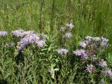 Aster amellus