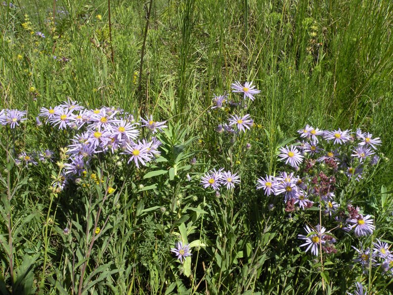 Image of Aster amellus specimen.