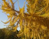 View full-size image Larix decidua