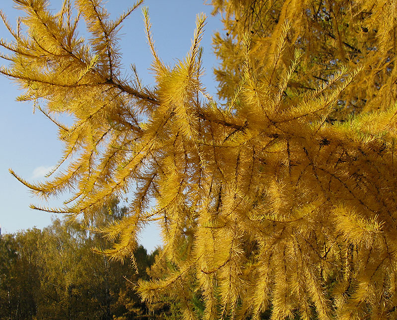 Изображение особи Larix decidua.