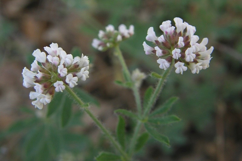 Image of Dorycnium herbaceum specimen.