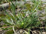 Erysimum canescens