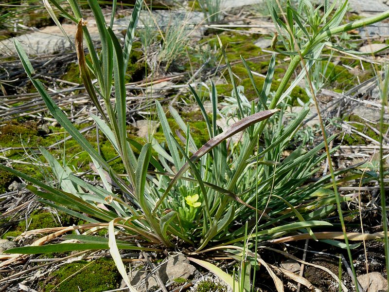 Изображение особи Erysimum canescens.