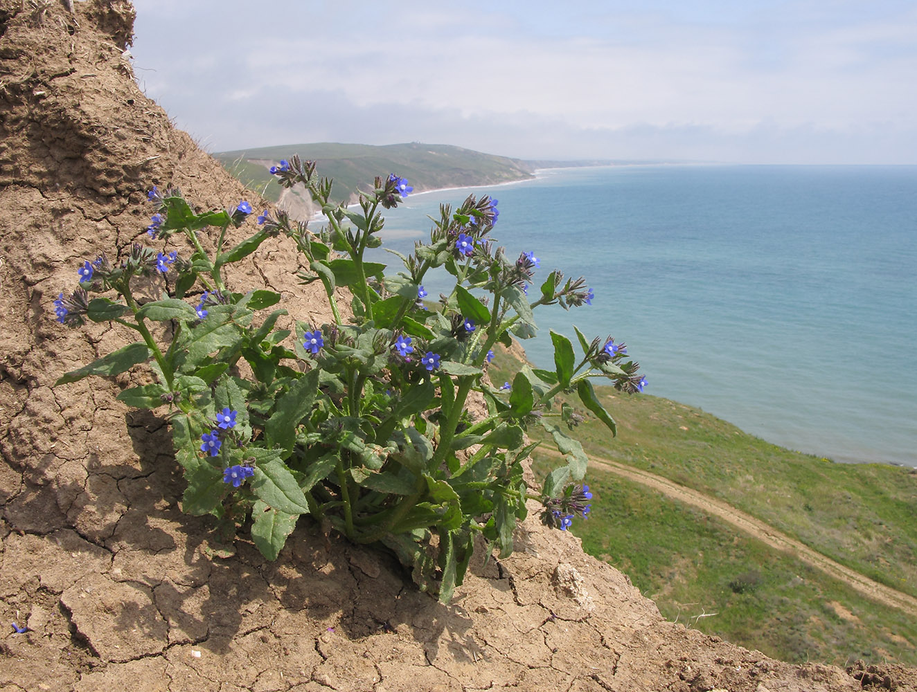 Image of Anchusa pusilla specimen.