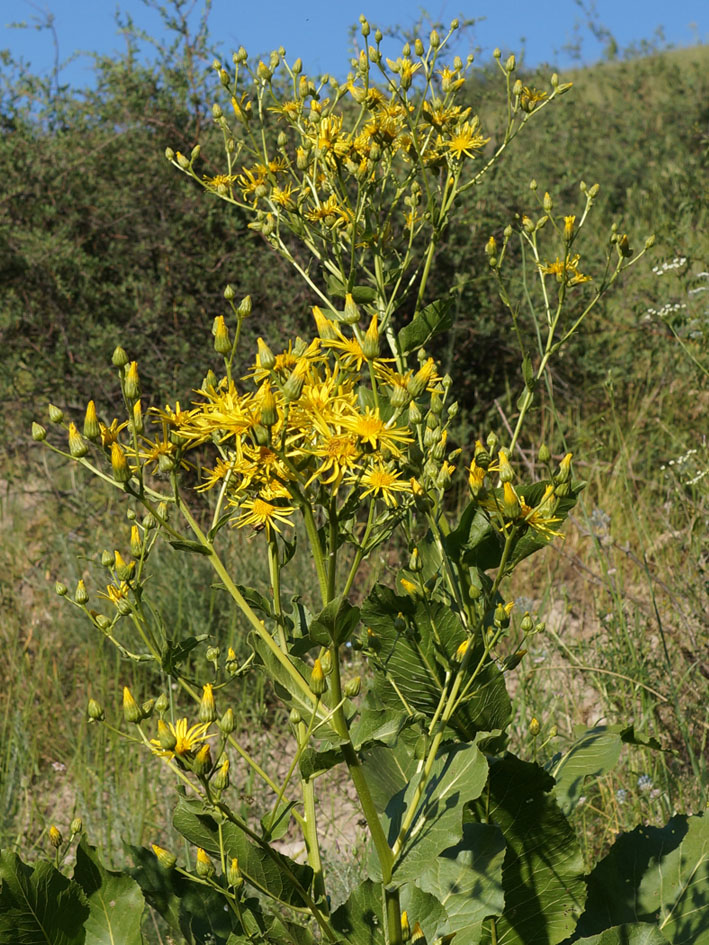 Изображение особи Inula macrophylla.