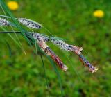 Carex acuta. Верхушки побегов с мужскими и женскими соцветиями. Московская обл., Раменский р-н, окр. дер. Хрипань, садовый участок. 24.05.2015.