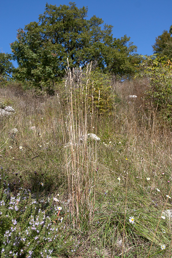 Изображение особи Dactylis glomerata.