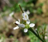 Cardamine hirsuta