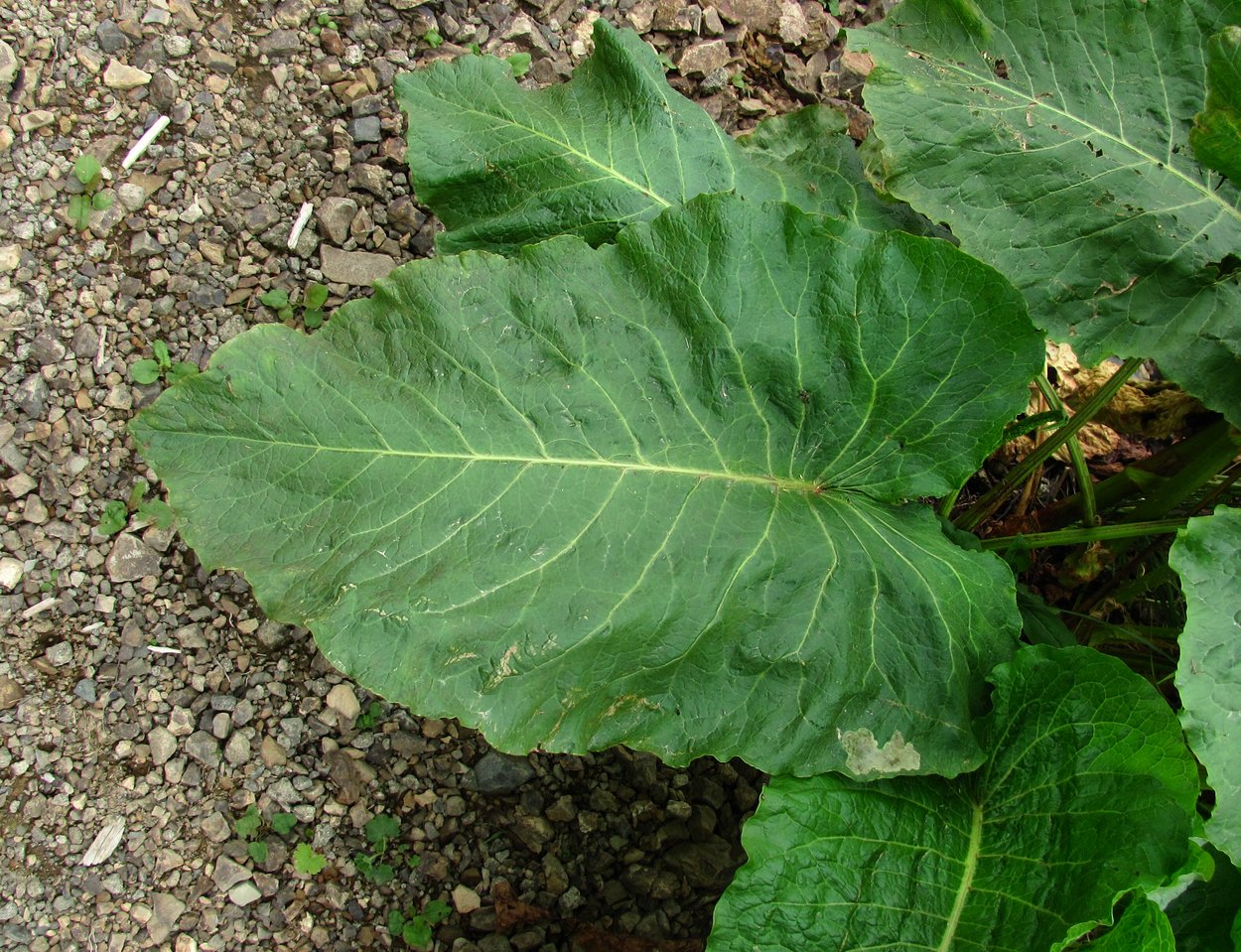 Image of Rumex alpinus specimen.