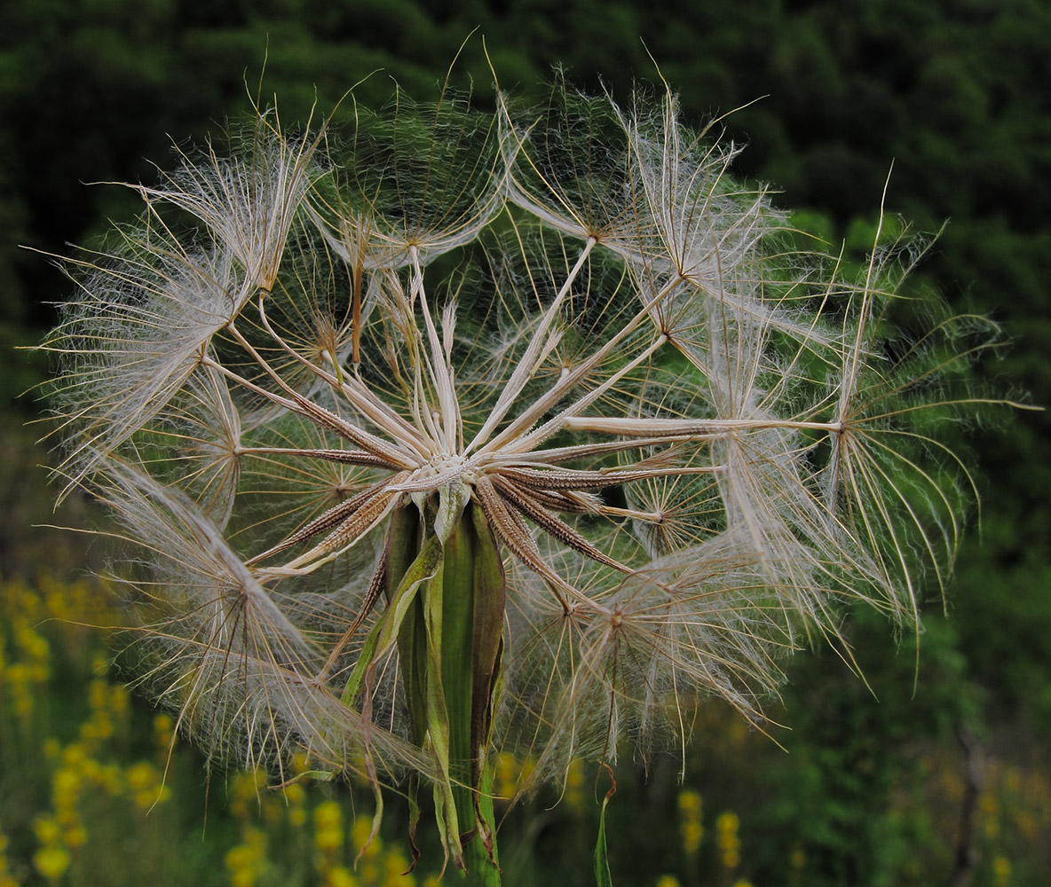 Image of Tragopogon brevirostris specimen.