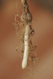 Image of taxon representative. Author is Владимир Эпиктетов