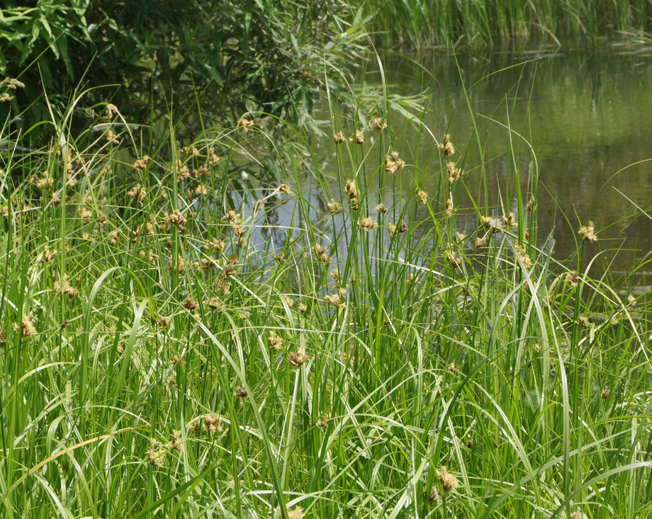 Изображение особи Bolboschoenus planiculmis.