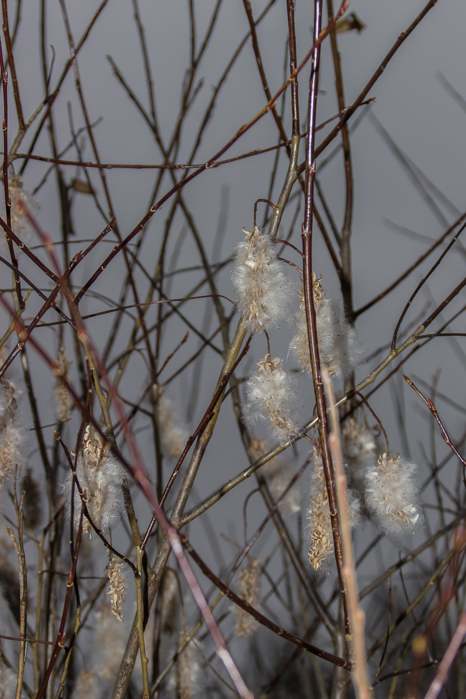 Изображение особи Salix pentandra.