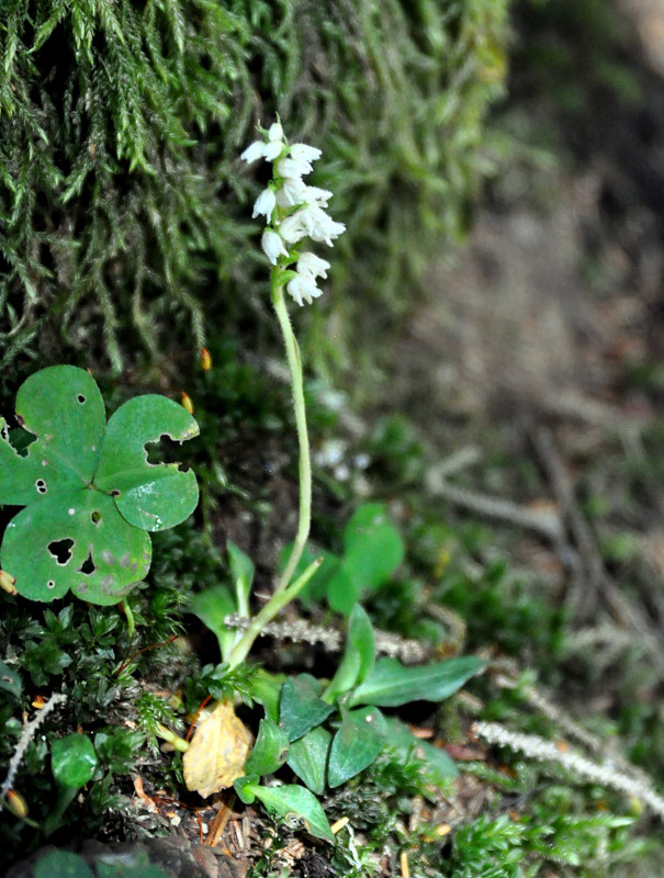 Image of Goodyera repens specimen.