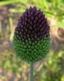 Allium sphaerocephalon