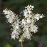 Filipendula vulgaris