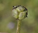 Arisarum vulgare