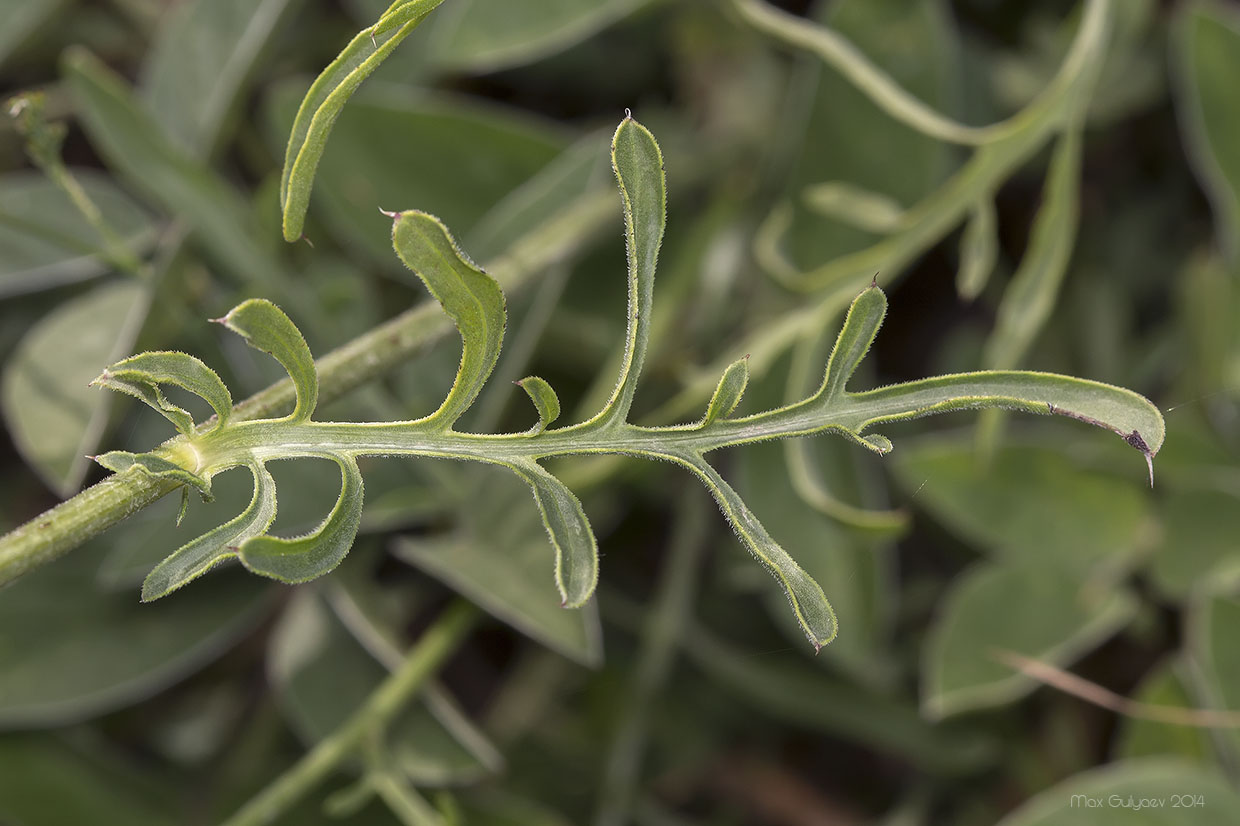 Image of Centaurea orientalis specimen.