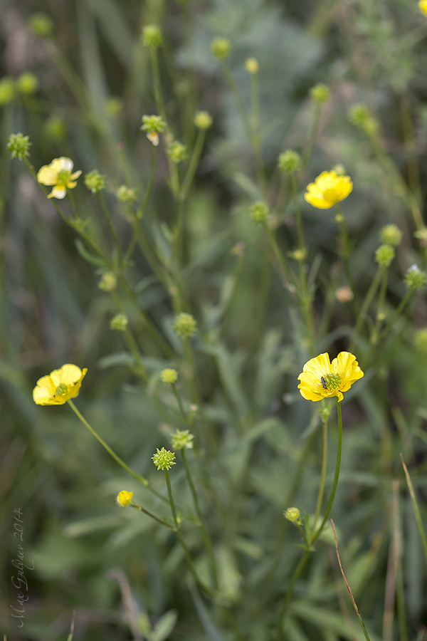 Изображение особи Ranunculus polyanthemos.