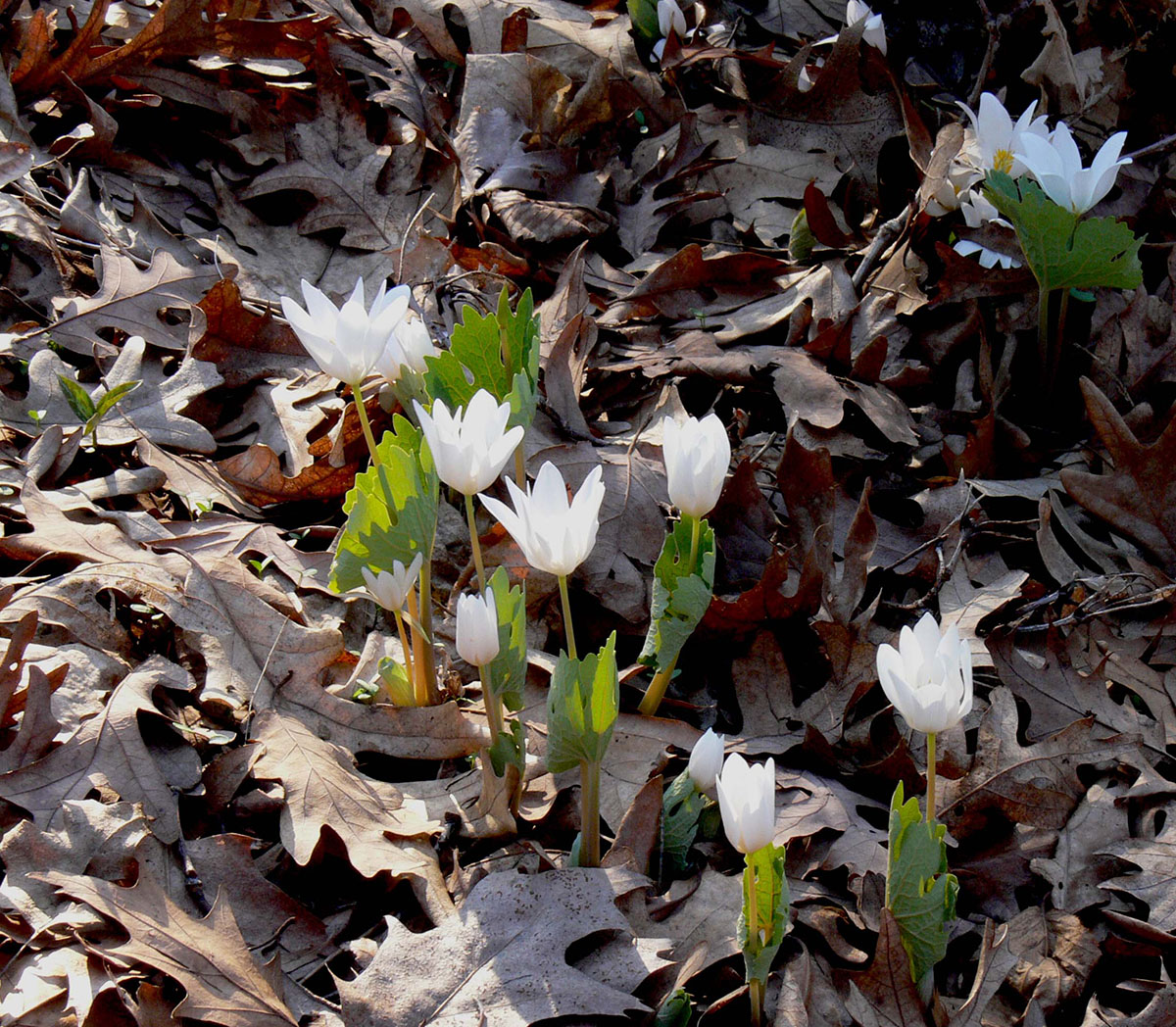 Изображение особи Sanguinaria canadensis.