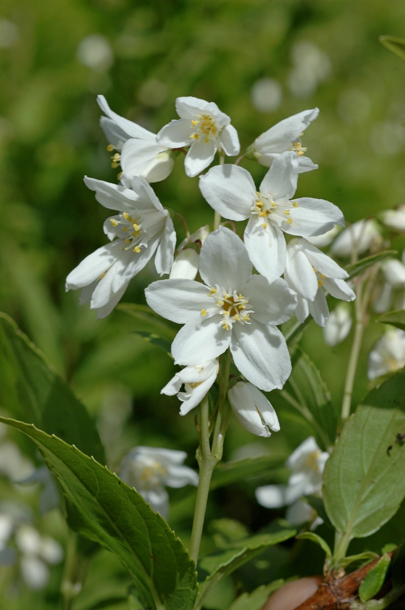 Изображение особи Deutzia gracilis.