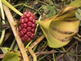 Calla palustris