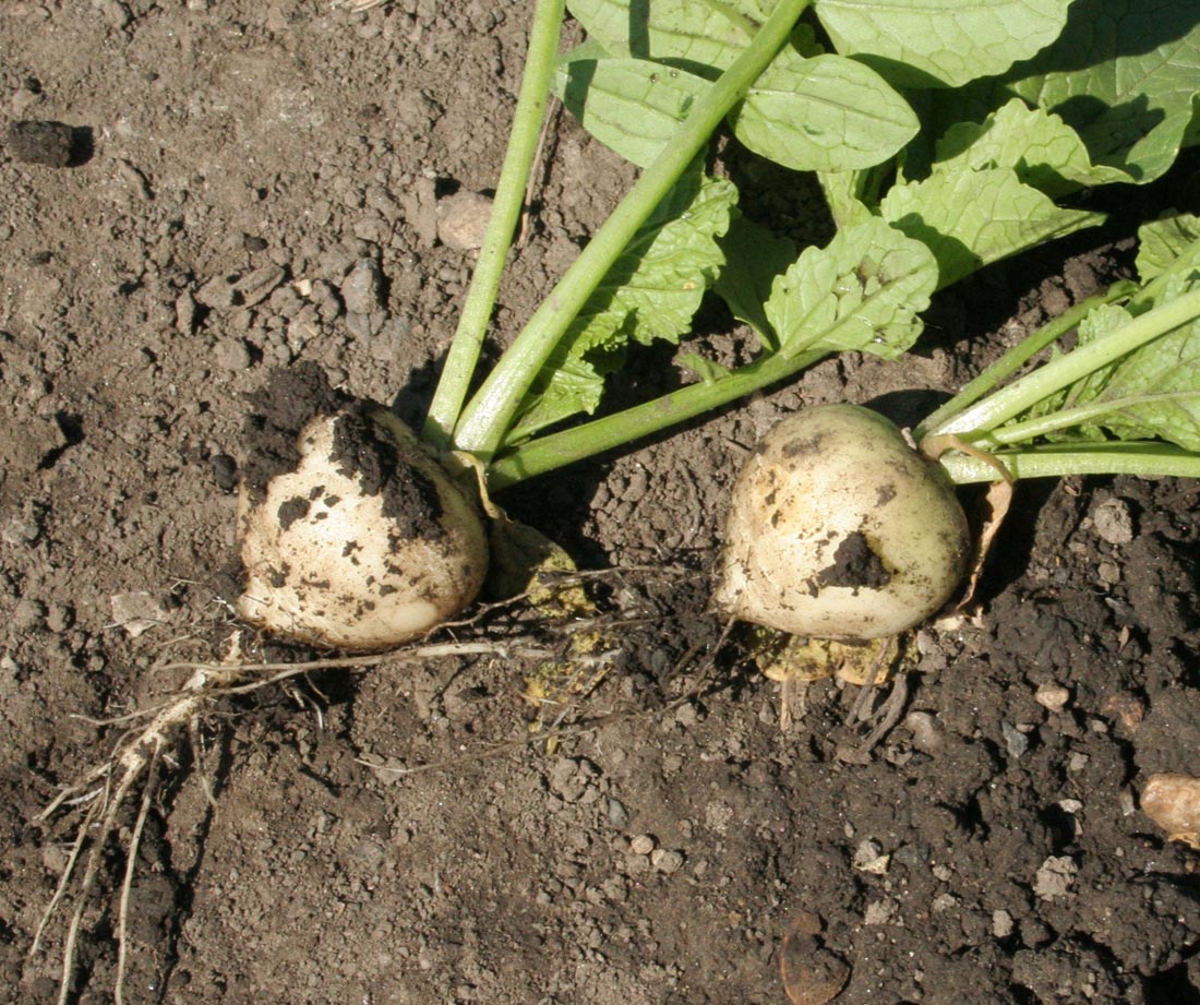 Image of Raphanus sativus specimen.