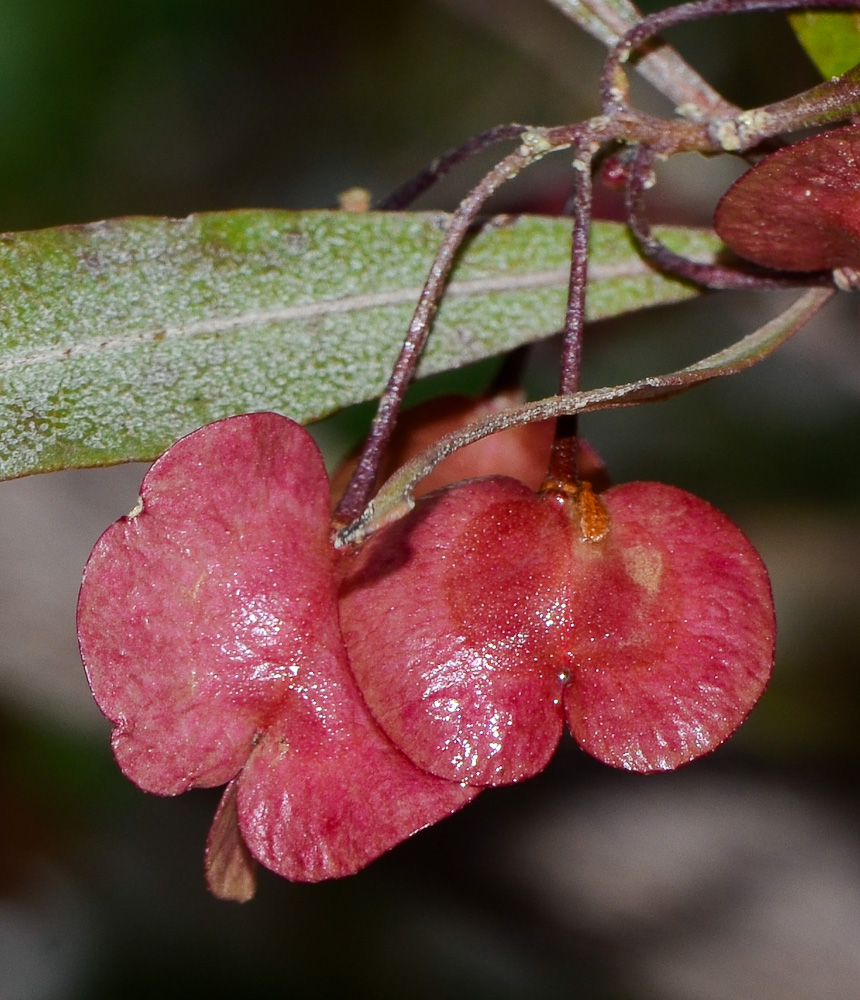 Изображение особи Dodonaea viscosa.