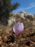 Colchicum triphyllum. Цветущее растение. Крым, Севастополь, Караньские высоты. 14 февраля 2016 г.