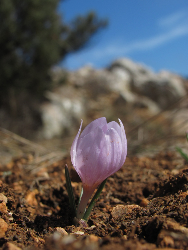 Image of Colchicum triphyllum specimen.