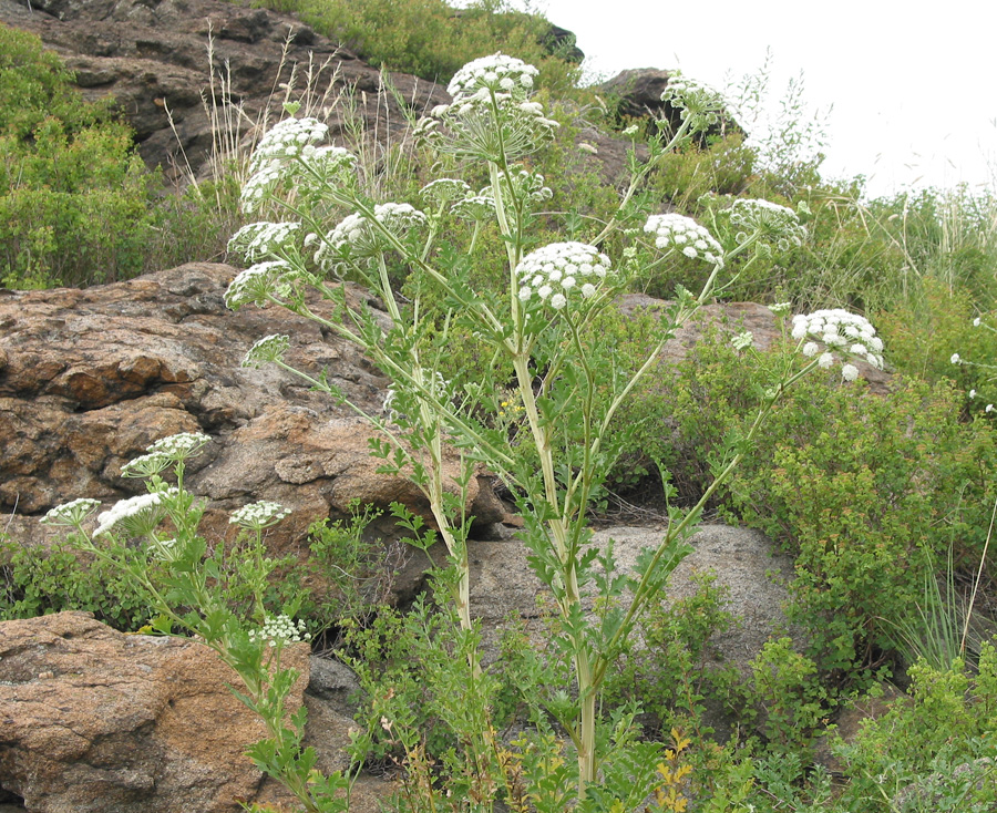 Image of Seseli buchtormense specimen.