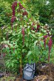 Amaranthus caudatus