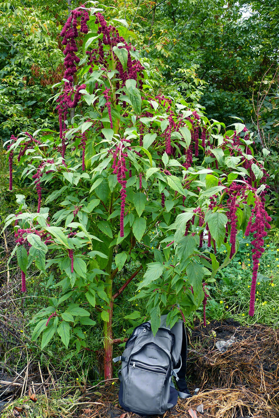 Image of Amaranthus caudatus specimen.