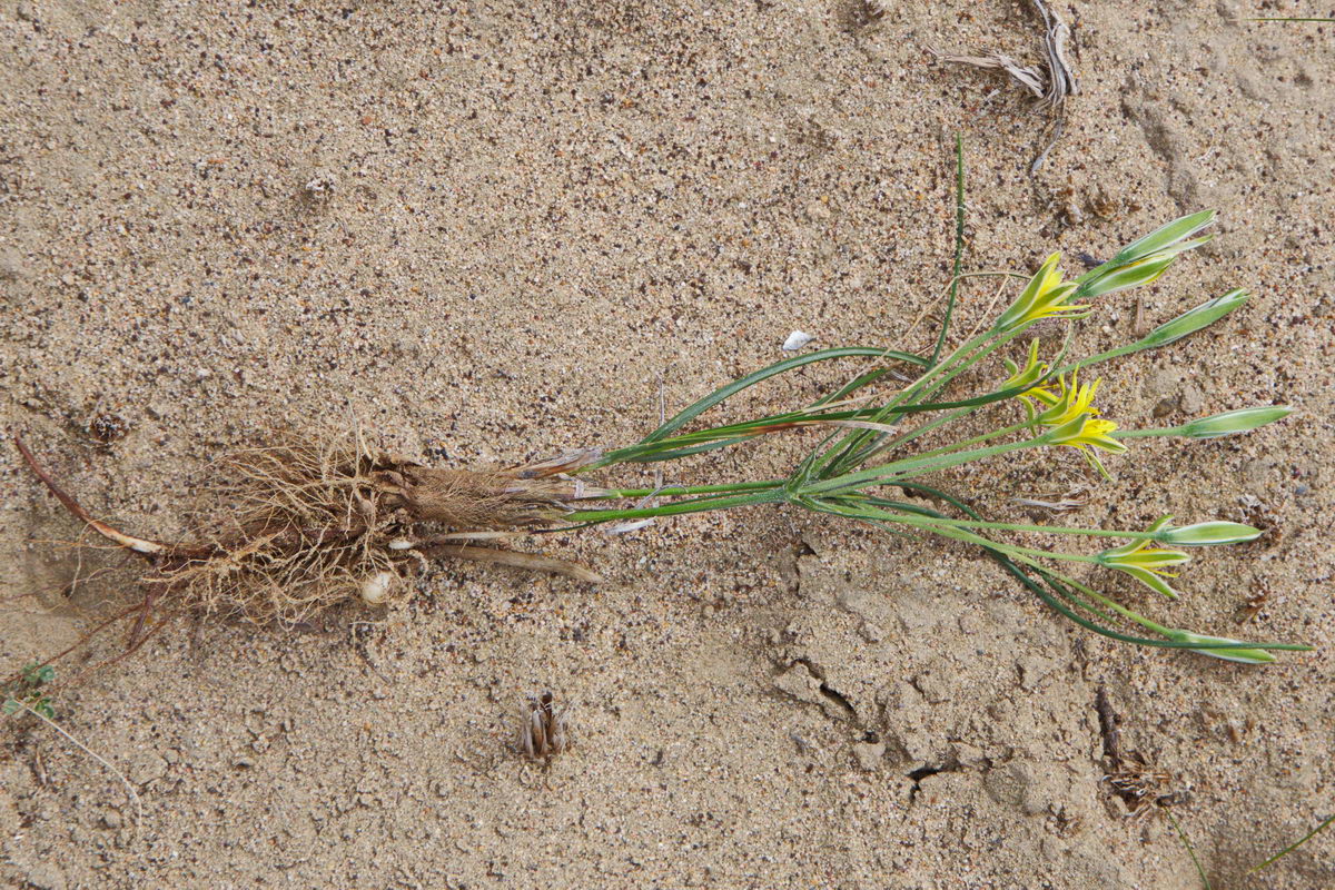 Image of Gagea reticulata specimen.
