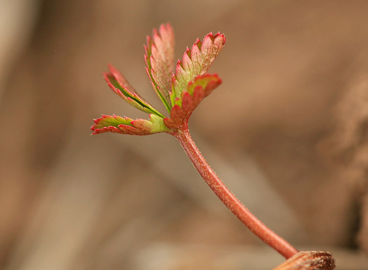 Image of Potentilla reptans specimen.