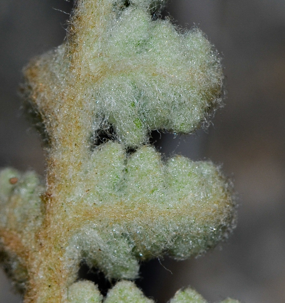 Image of Cosentinia vellea specimen.