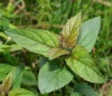 Scrophularia nodosa