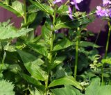 Hesperis matronalis