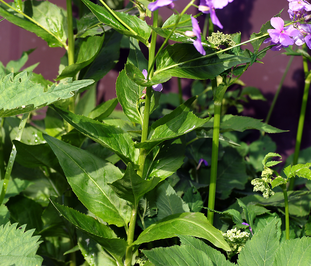 Image of Hesperis matronalis specimen.