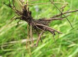 Potentilla humifusa. Часть корневой системы. Белгородская обл., Губкинский р-н, запов. «Белогорье», Ямская степь. 13 июня 2009 г.