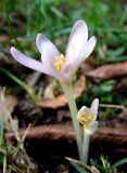 Colchicum umbrosum