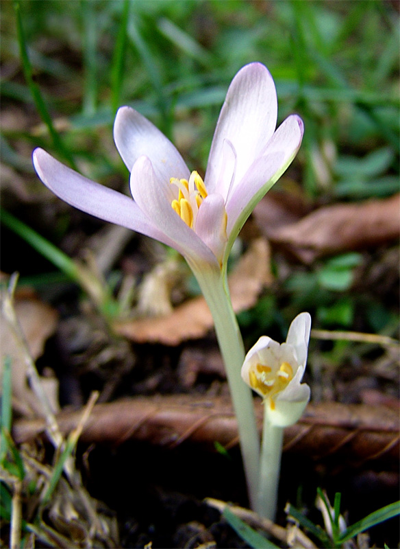 Image of Colchicum umbrosum specimen.